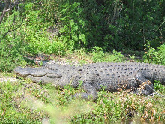 Smiling Alligator Logo - Sleepy smiling alligator - Picture of Myakka River State Park ...