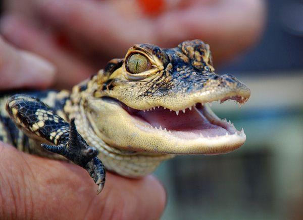 Smiling Alligator Logo - favorite animal <3 | Inkspiration | Pinterest | Baby alligator ...