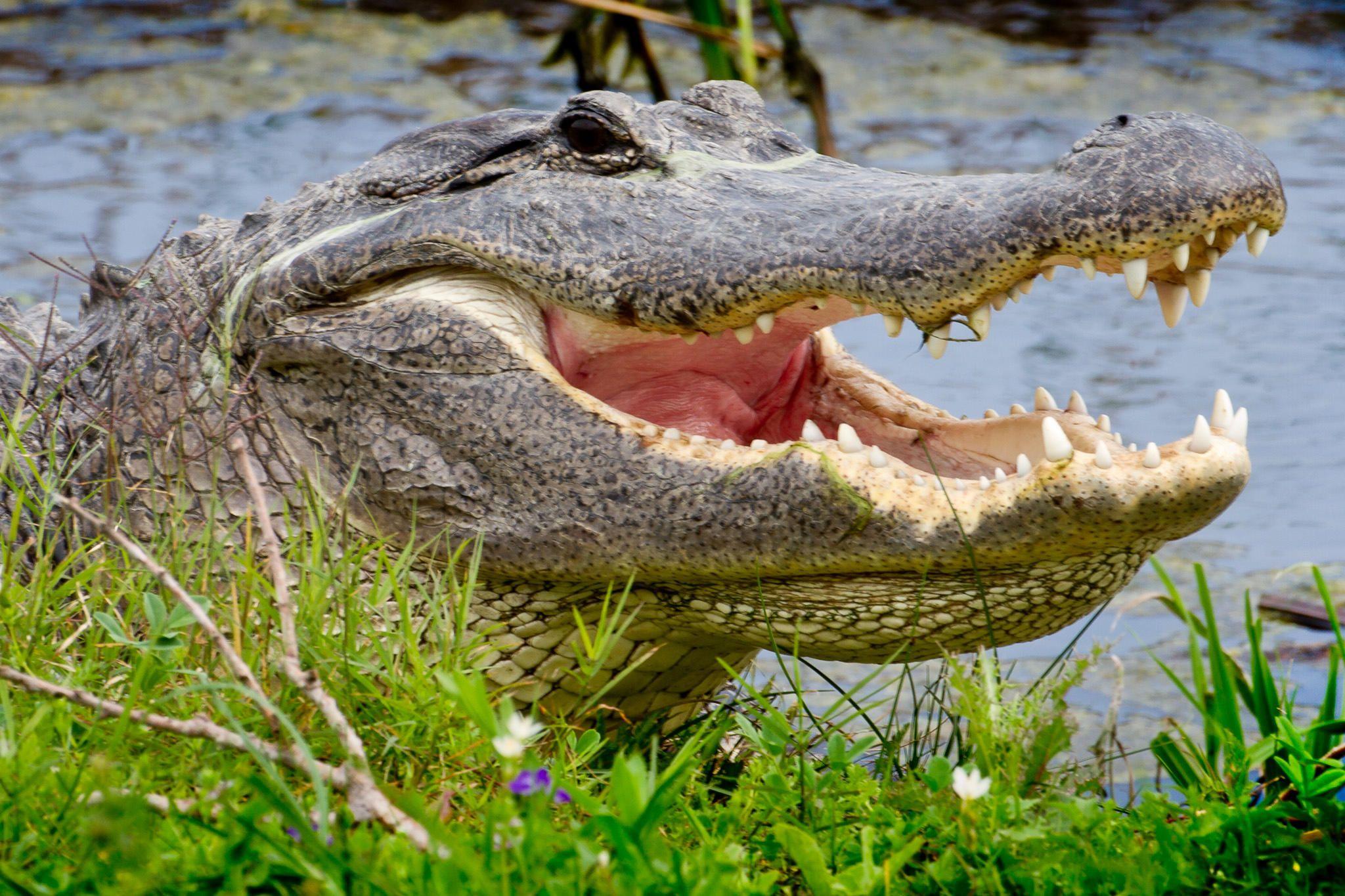 Smiling Alligator Logo - Hyde County Declares Open Season On Alligators This Fall