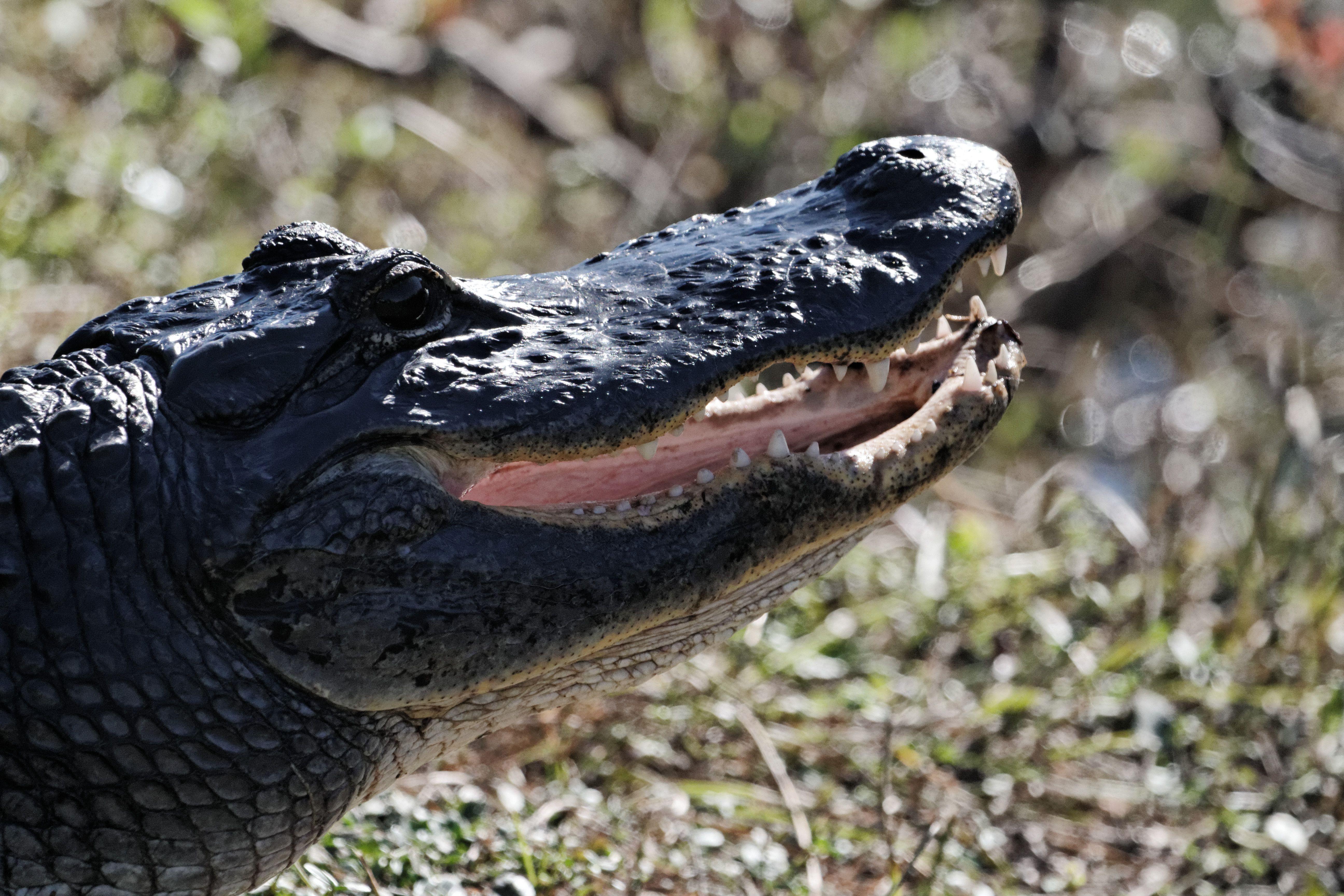 Smiling Alligator Logo - Smiling
