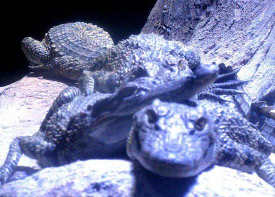 Smiling Alligator Logo - Smiling Alligator, OdySea Aquarium, Scottsdale, AZ - Picture of ...