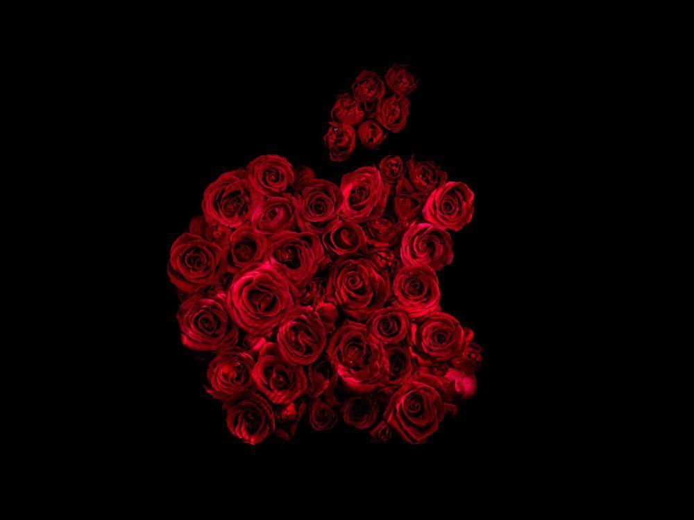 Famous Rose Logo - Famous Logos from Roses – Underwater Photos by Alexander James ...