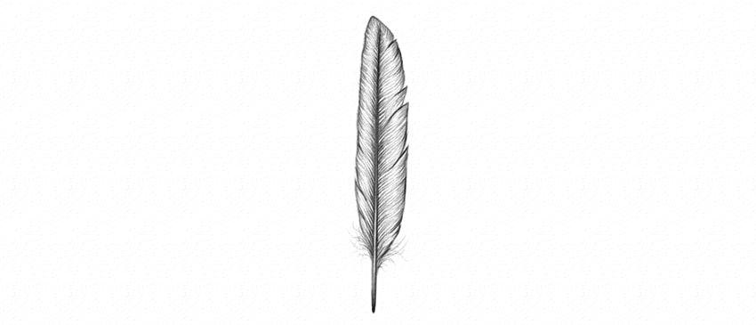Feathered U Logo - Feathers