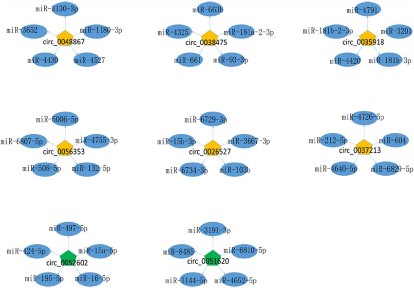 Yellow and Green Pentagon Logo - The miRNA-circRNA interaction network. Yellow pentagon: up-regulated ...