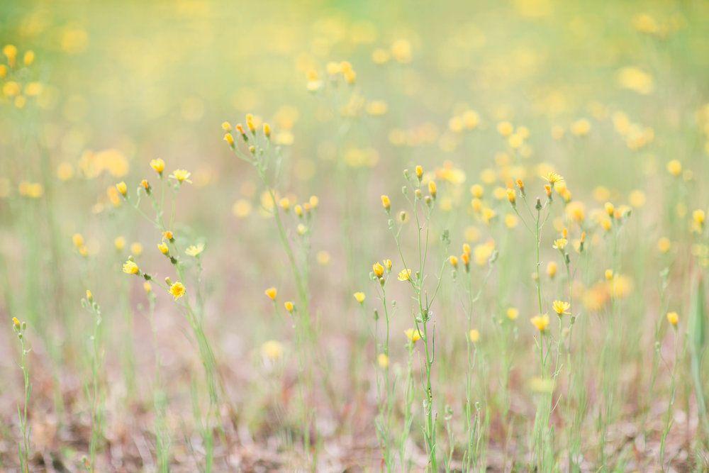 Yellow Flower Looking Company Logo - Yellow Flower Field — Pleasant Peninsula Art Company