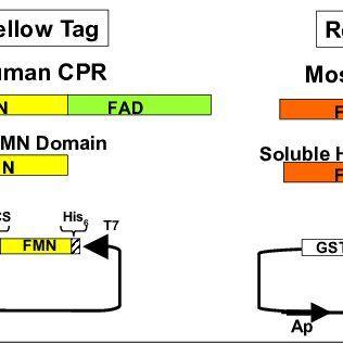 Yellow Tag Square Logo - Origin of red and yellow tags and construction of colored GST ...