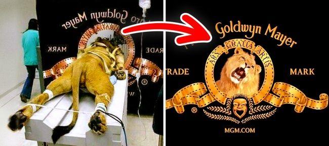 Famous Animal Logo - 12 Astonishing Facts About Famous Logos You Didn't Know