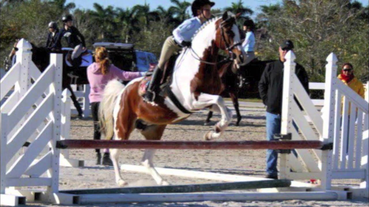 Horse Florida Logo - Horse Club Florida - YouTube