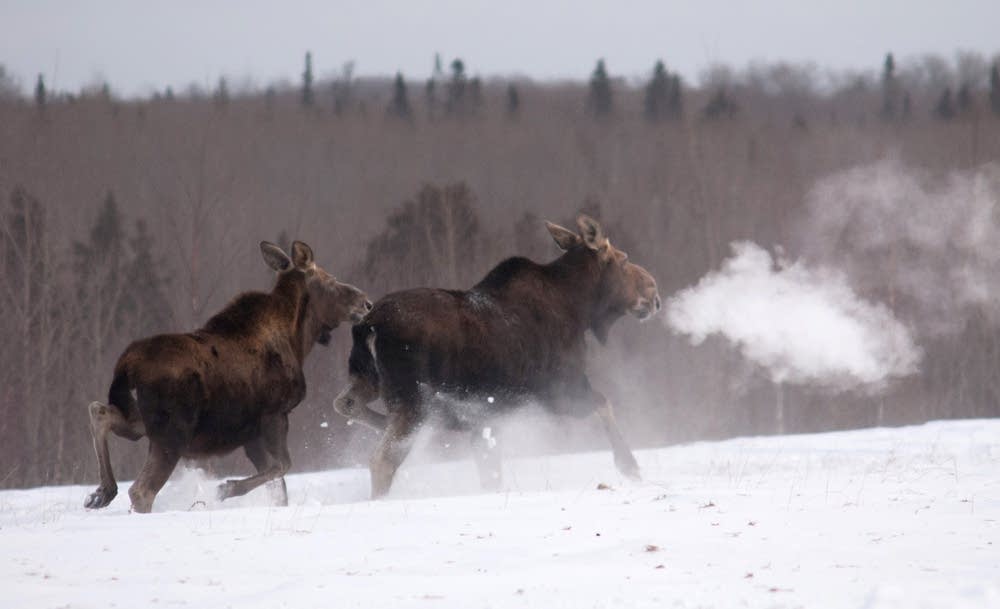 Minnesota Moose Logo - Stable numbers, but Minnesota's moose are not out of the woods | MPR ...