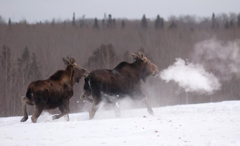 Minnesota Moose Logo - Stable numbers, but Minnesota's moose are not out of the woods. MPR