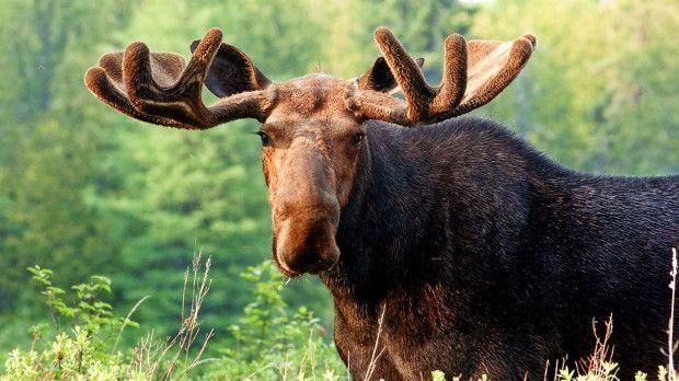 Minnesota Moose Logo - Minnesota moose population decline appears to have leveled off