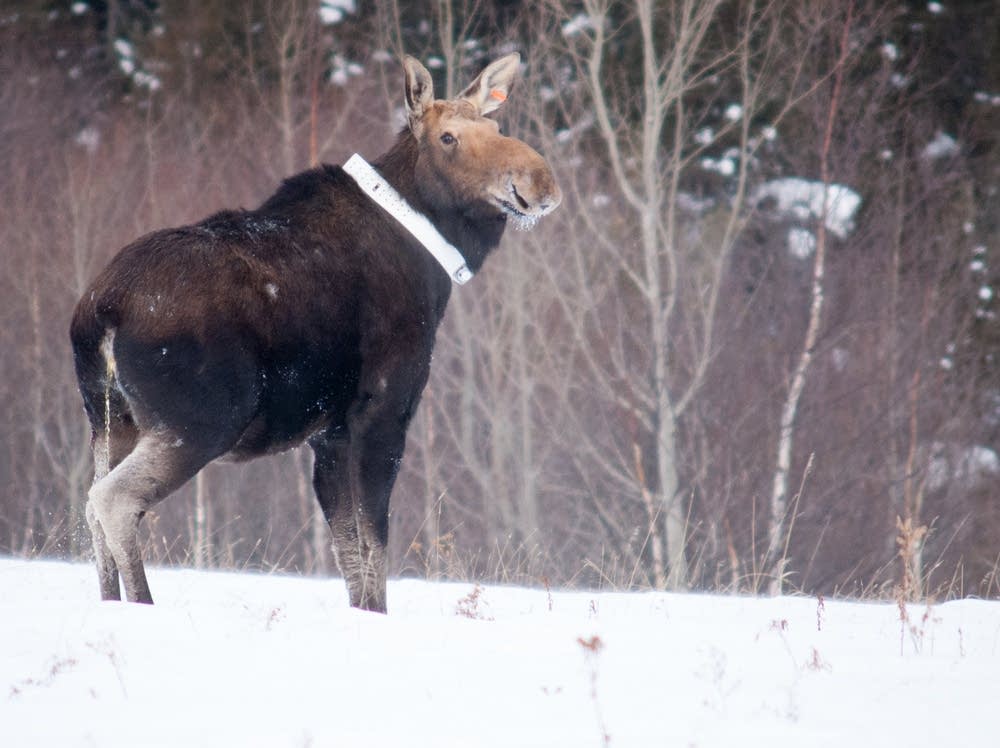Minnesota Moose Logo - What climate change means for Minnesota moose | MPR News