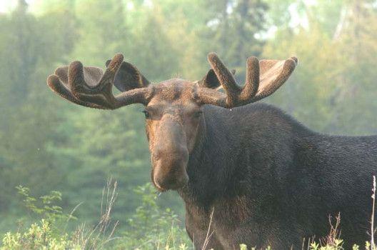 Minnesota Moose Logo - Minnesota moose may go on endangered species list