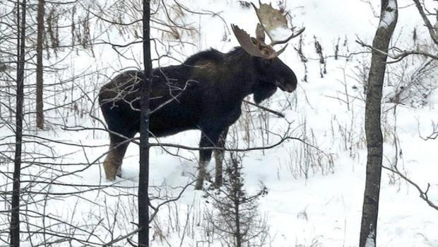 Minnesota Moose Logo - Winter survey shows Minnesota moose numbers still low | Duluth News ...