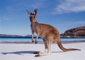 Australia Kangaroo Logo - Kangaroos - Symbol of Australia - Visa First Blog