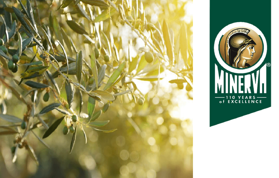 Minerva Oil Company Logo - Minerva Classic Pure Olive Oil From Greece Bottle