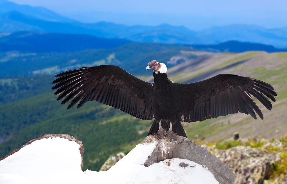 Blue Condor Logo - 8 Unusual Facts about the Andean Condor