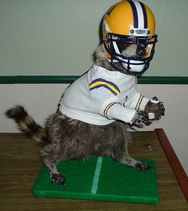 Raccoon Football Logo - Novelty red fox | Welcome to the Taxidermy.net Forum and Community!