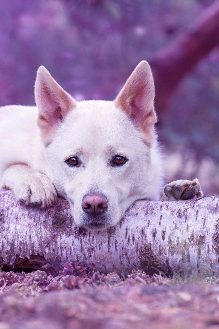 Purple and White Wolf Logo - A beautiful white wolf with the enhansement of purple ...