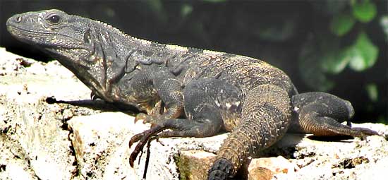 Black Iguana Logo - Black Iguana, Ctenosaura similis