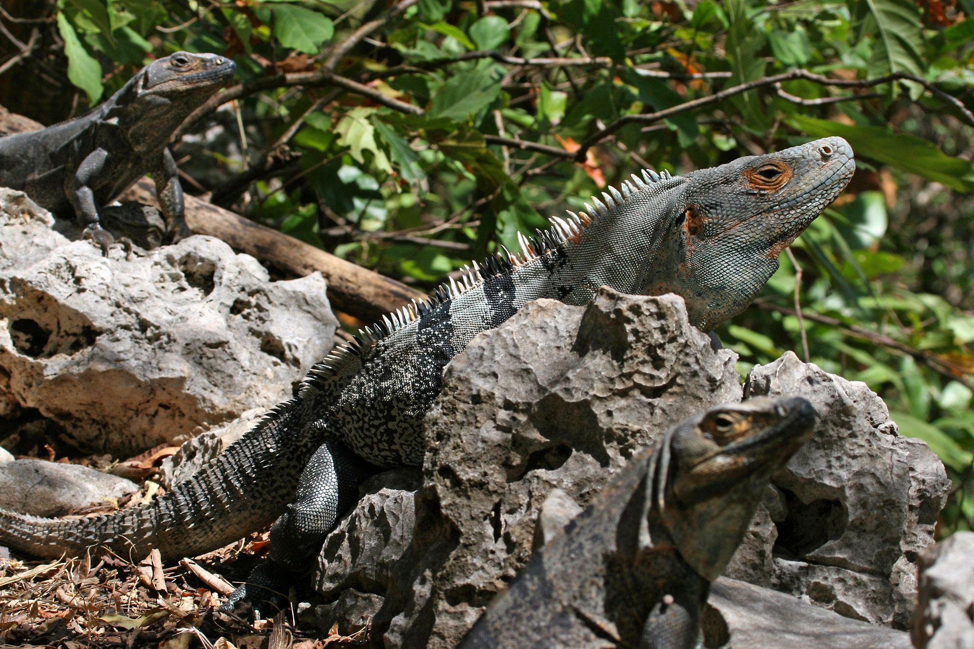 Black Iguana Logo - Ctenosaura similis