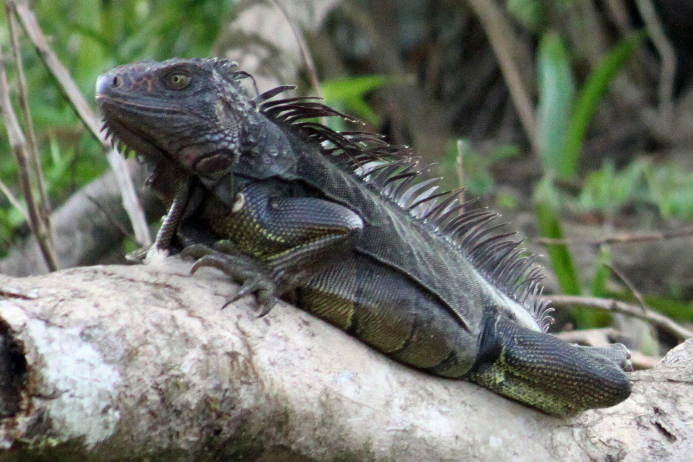 Black Iguana Logo - Reptiles. Reptiles, Animals, Amphibians