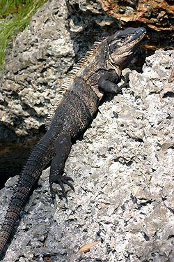 Black Iguana Logo - Study sheds light on invasive iguana's big appetite