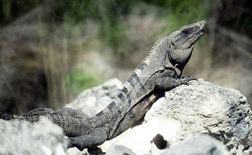 Black Iguana Logo - Black Iguana - Costa Rica