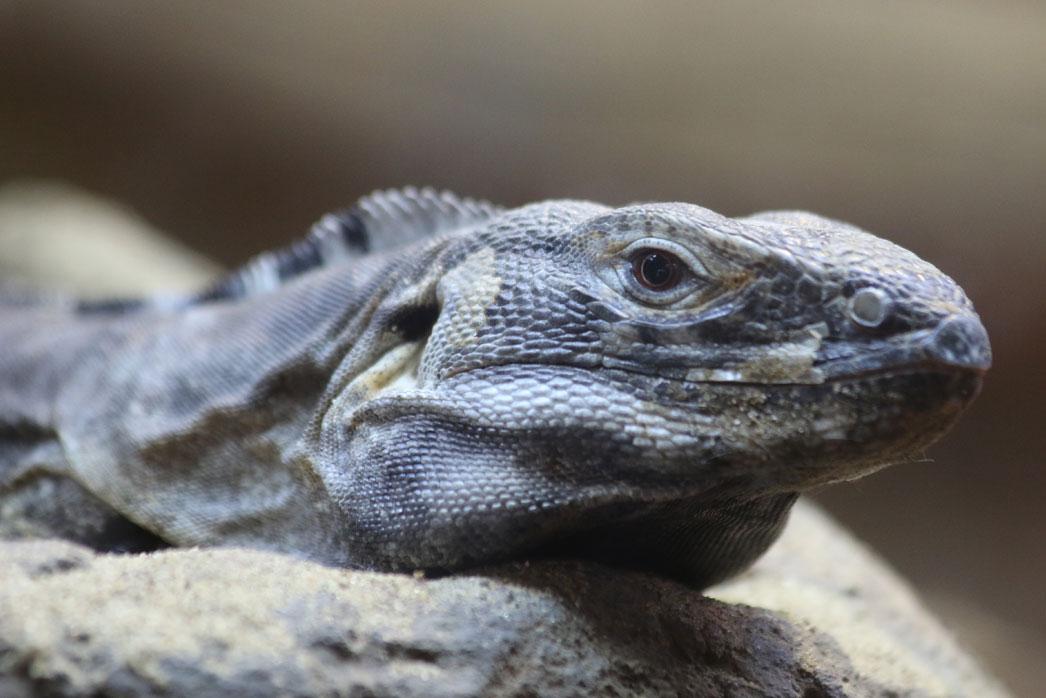 Black Iguana Logo - Sonoran black iguana - Detroit Zoo