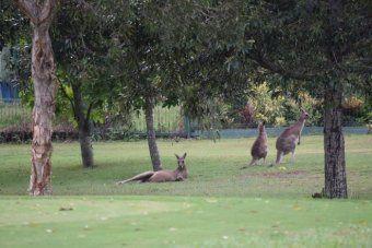 Kangaroo Q Logo - Q fever jumps from the paddock to the golf course, with dry winds