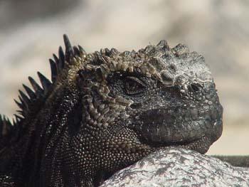 Black Iguana Logo - Black Iguana Face