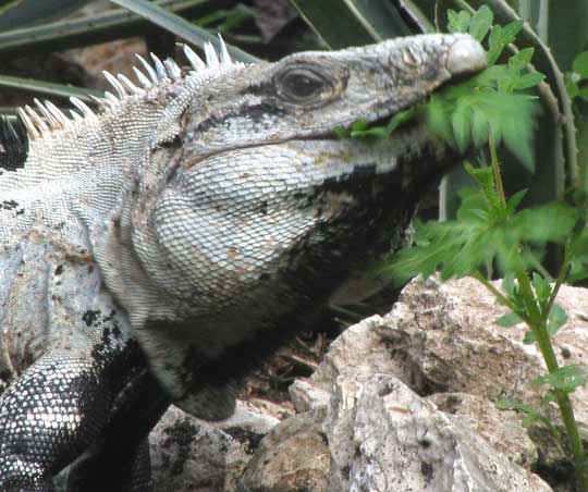 Black Iguana Logo - Black Iguana, Ctenosaura similis