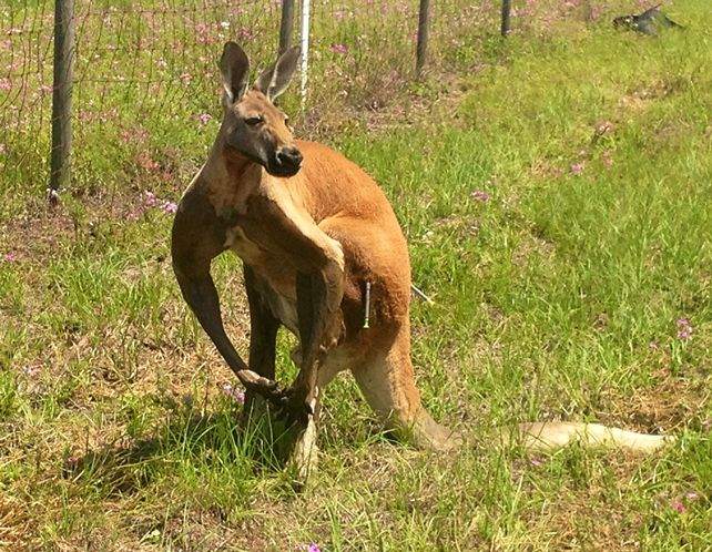 Kangaroo Q Logo - Tranquilizers, Taser and tackle catch kangaroo on run in Pasco