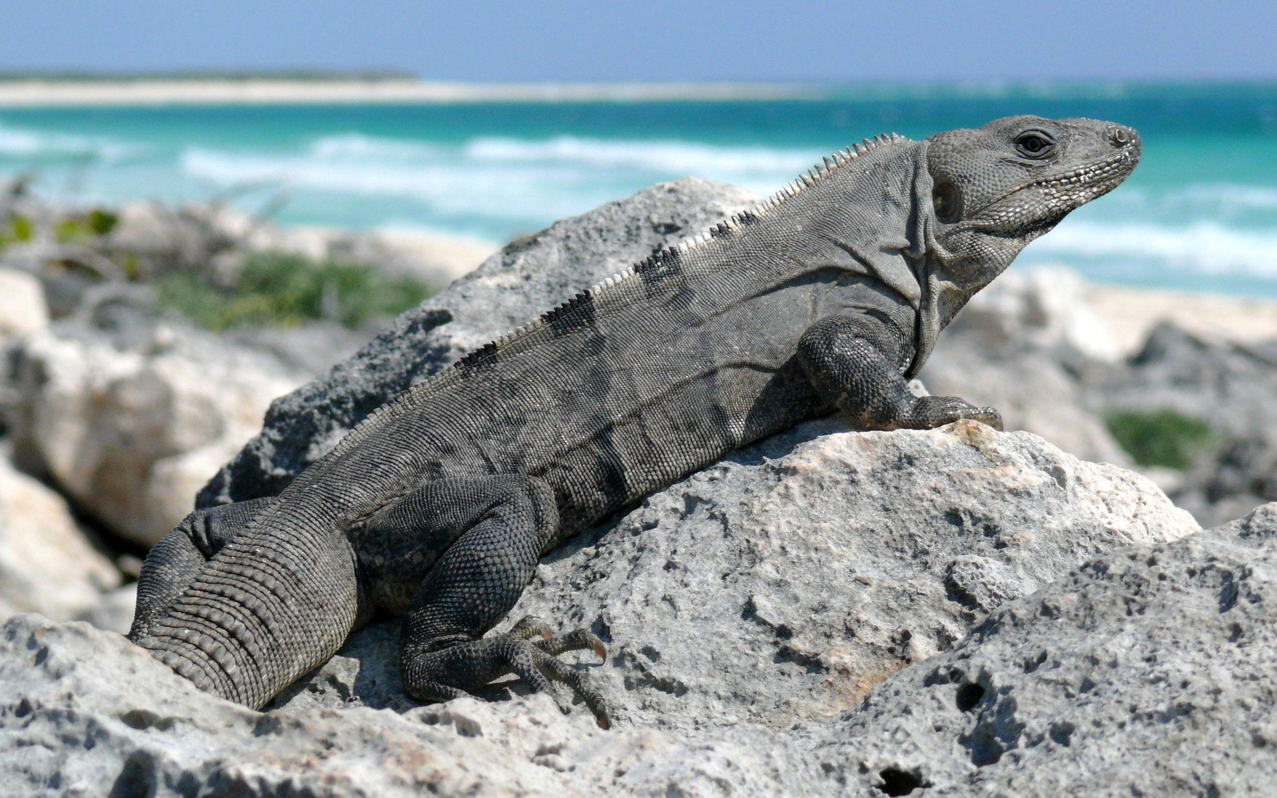 Black Iguana Logo - Black Spiny Tailed Iguana