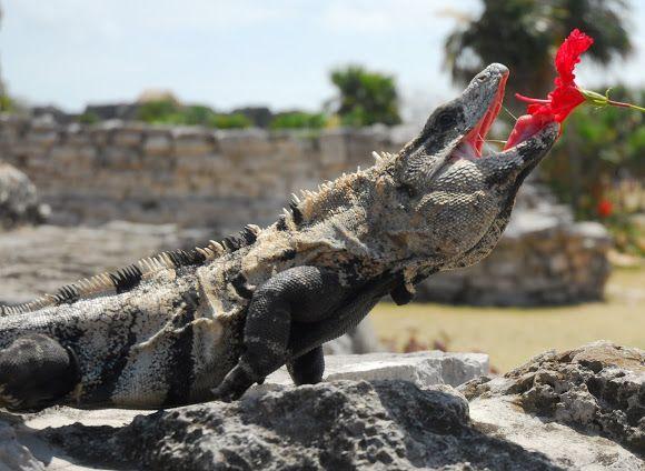 Black Iguana Logo - Black Spinytail Iguana