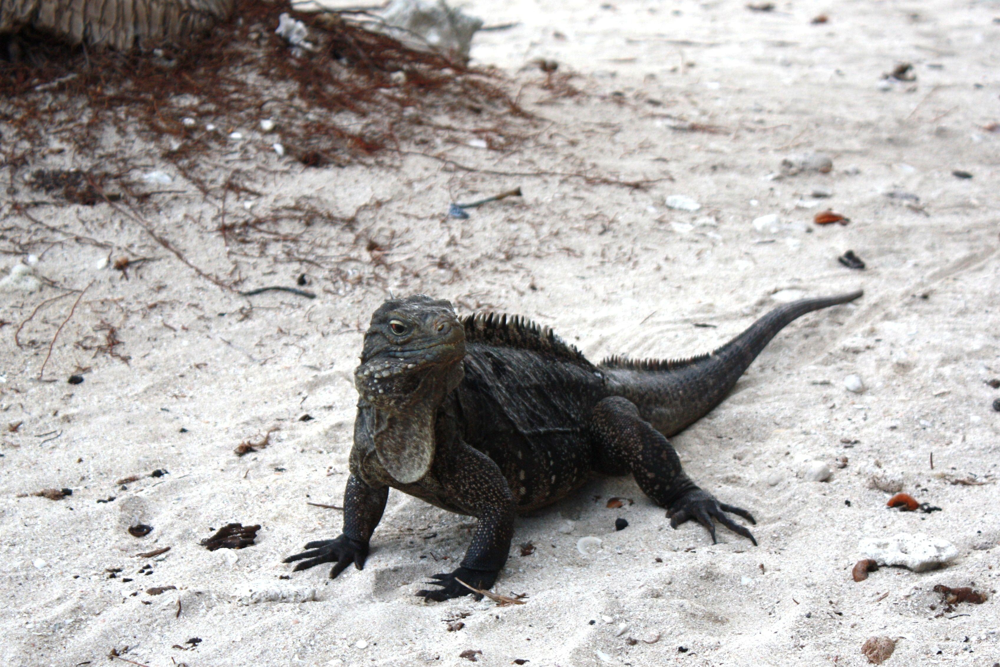 Black Iguana Logo - black iguana free image