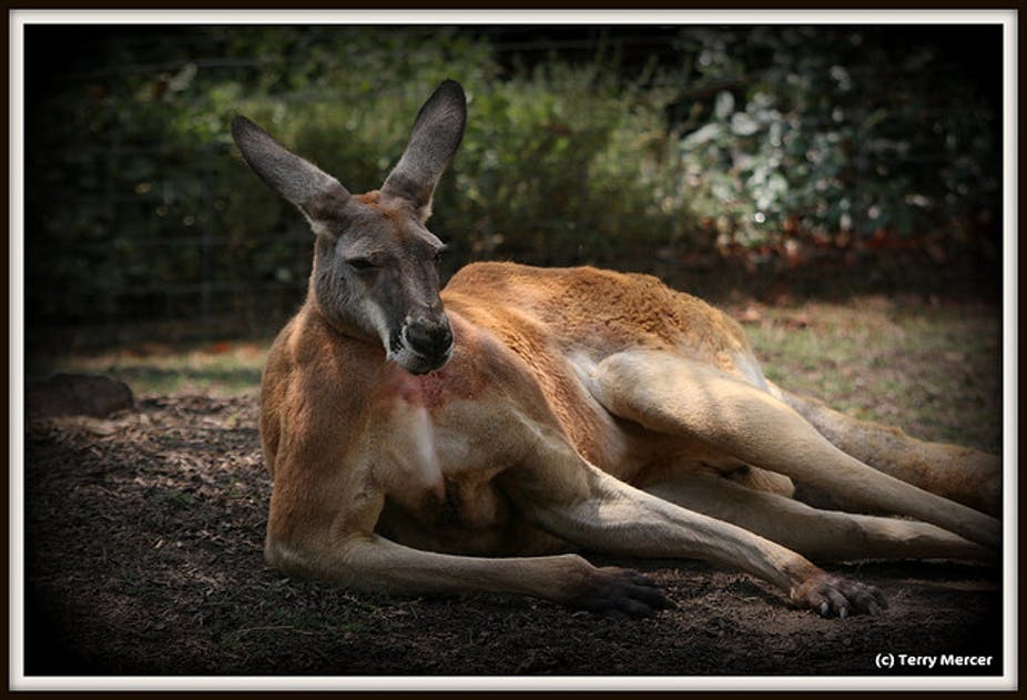Kangaroo Q Logo - Male kangaroos woo mates with bulging biceps