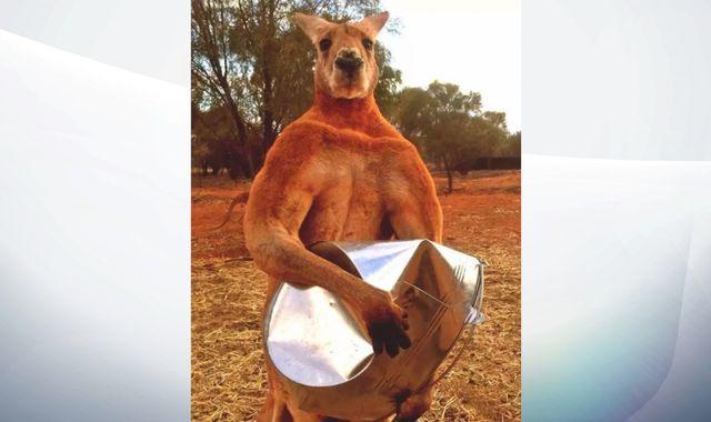 Kangaroo Q Logo - Roger The Muscle Bound Kangaroo Dies In Australia Aged 12