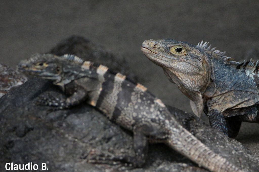 Black Iguana Logo - Black Iguana