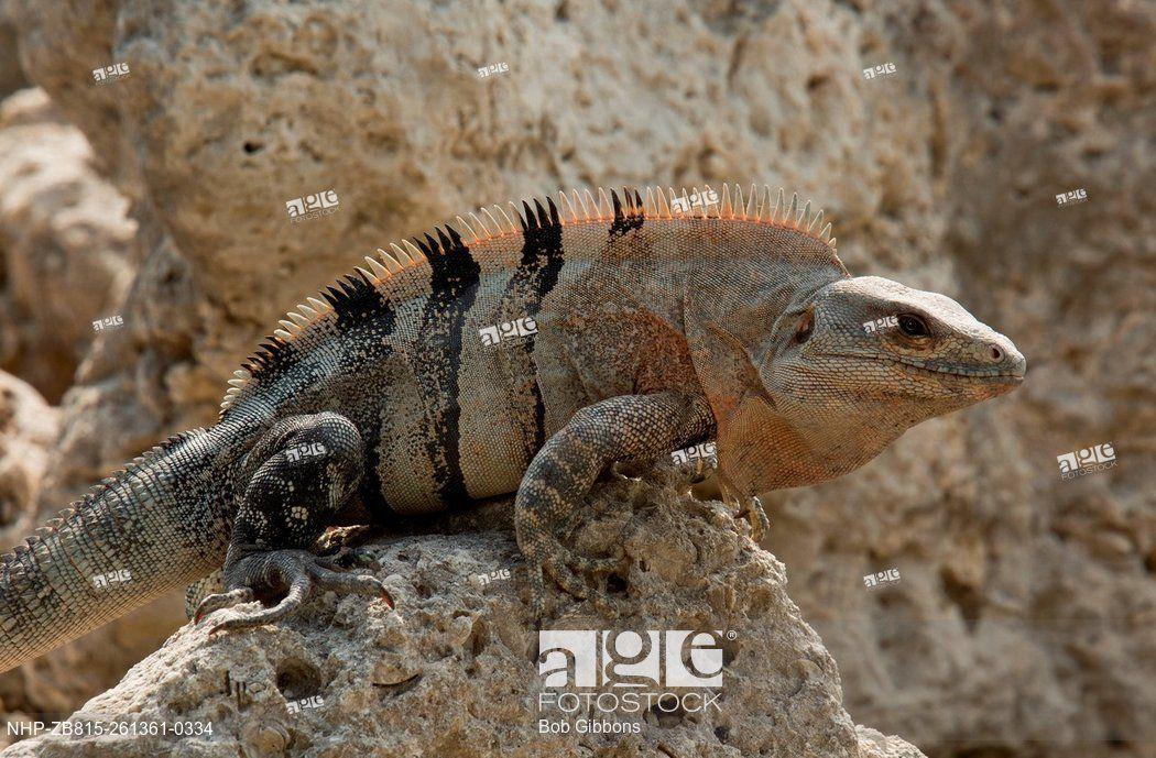 Black Iguana Logo - Black Spiny Tailed Iguana, Black Iguana, Or Black Ctenosaur