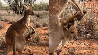 Kangaroo Q Logo - Baby kangaroo comes out of mother's pouch