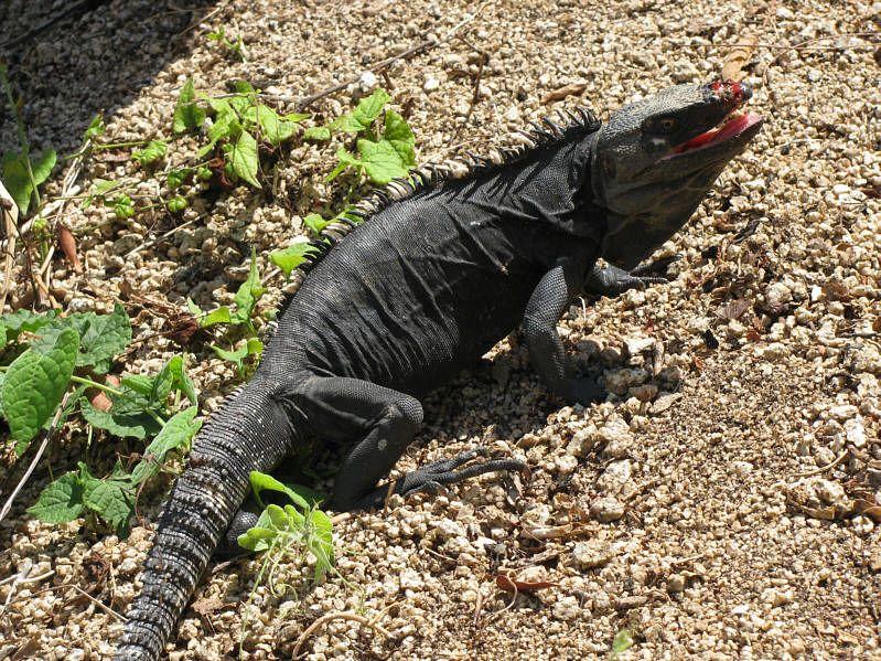 Black Iguana Logo - Black Iguana Facts and Picture