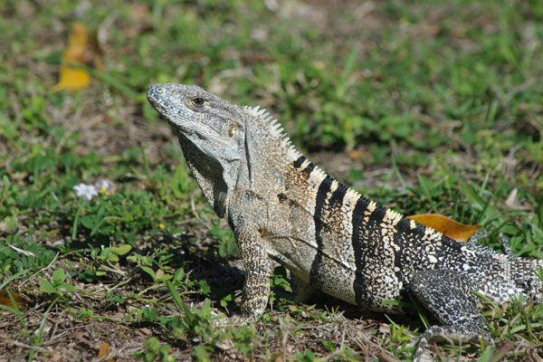 Black Iguana Logo - Wild Herps's Spiny Tailed Iguana (Ctenosaura Similis)