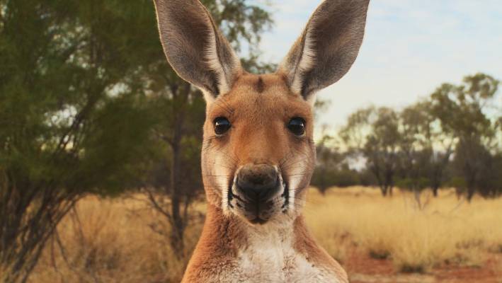 Kangaroo Q Logo - Kiwi co-director of controversial Kangaroo documentary hopes NZers ...