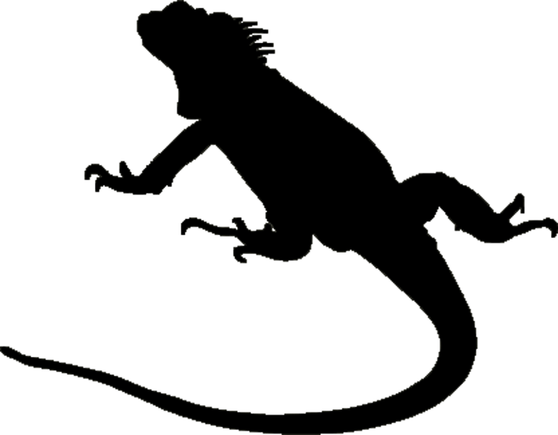 Black Iguana Logo - Casa Iguana Home