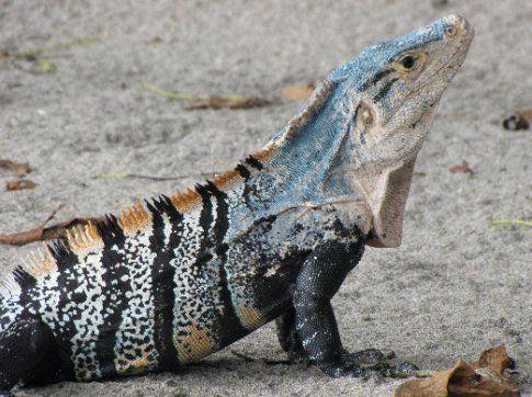 Black Iguana Logo - Black iguana Rica