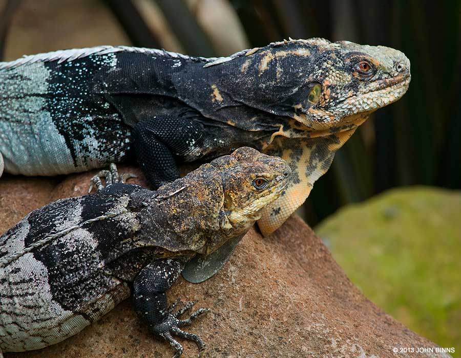 Black Iguana Logo - Black Chested Spiny Tailed Iguana Photo. International Iguana