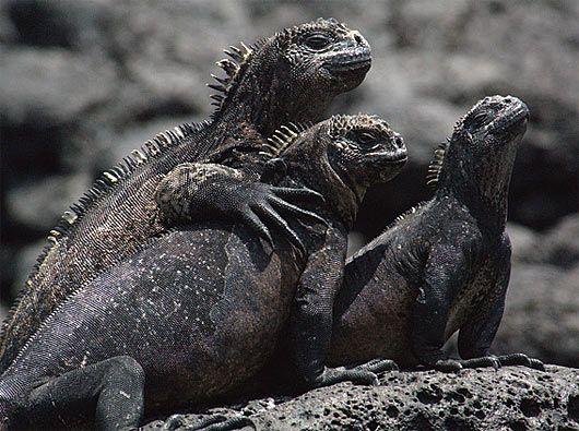 Black Iguana Logo - Marine Iguana of Darkness. Animal Picture and Facts