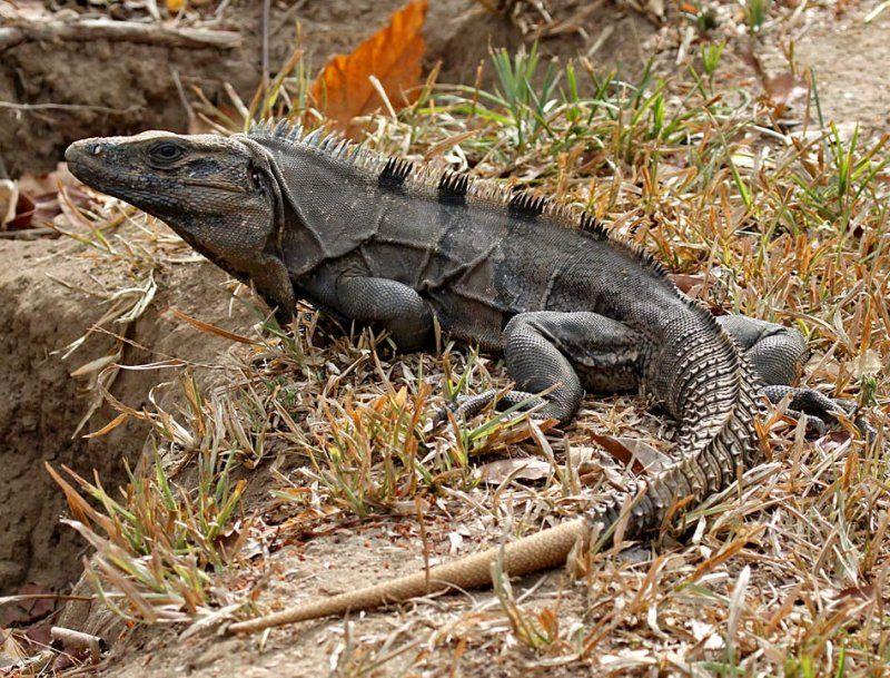 Black Iguana Logo - Black Iguana Facts and Picture