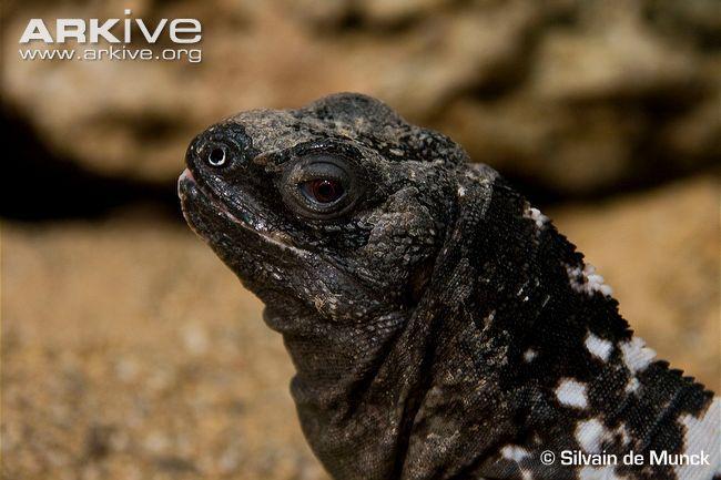 Black Iguana Logo - Roatan Spiny Tailed Iguana Videos, Photo And Facts